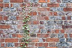 Close up of an old brick wall with creeping ivy