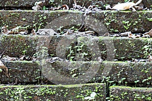 Close up of old brick-wall, texture background