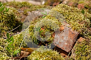 Close up of old broken bricks covered in moss, in the undergrowth . Found in Stanmore Country Park, Middlesex UK.