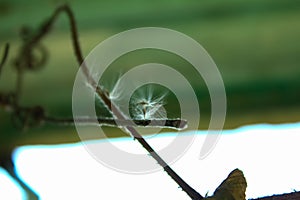 Close-up of the old, broken and rusty window frame with dandelion on the rusty steel.