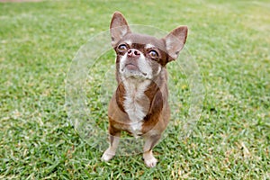 A close up of an old brown and white Chihuahua dog.