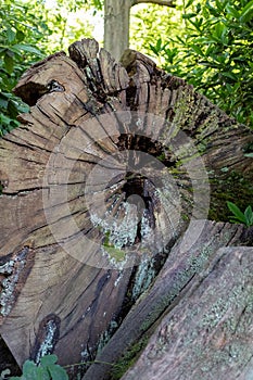 A close up of a old cut tree trunk found in Forty Hall, Uk