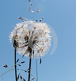 Close-up of old dandelion and a seed
