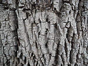 Close up of old dead tree bark for background or texture