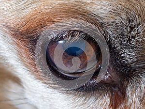 Close-up of the old dog`s watery eye. Details of the brown eye with short lashes