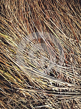 Close up of old dry grass with a long blade