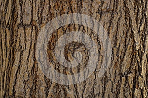 Close up Old dry tree brown bark background and texture