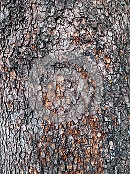 close up Old dry tree brown bark background and texture