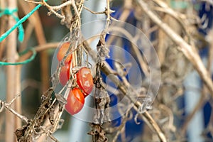 Close up of old dying shrivelled up tomato plants in a greenhouse in winter