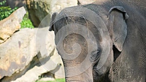 Close-up of an old elephant in the African savannah