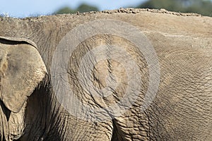 Close up of an old elephant and their wrinkly skin