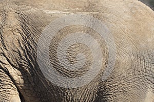 Close up of an old elephant and their wrinkly skin
