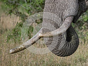 close up of old elephant tusks and trunk