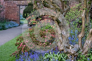 Close up of old gnarled tree trunk and colourful flowers in border outside the walled garden at Eastcote House, Hillingdon