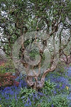 Close up of old gnarled tree trunk and colourful flowers in border outside the walled garden at Eastcote House, Hillingdon