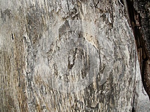 Close-up.old gray wood. in the northern forest - the trunk of a deadwood tree. natural background, texture. Wood background.