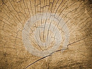 Close up old huge tree stump,wood surface,annual rings.Wooden core,radial cracks to center.Horizontal banner.Copy space