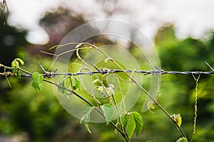 Close-up of an old iron barbed fence and a soft focus green bokeh background