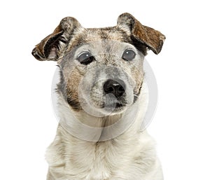 Close-up of an old Jack Russell Terrier, 13 years old