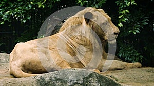 Close-up of old large white Lion