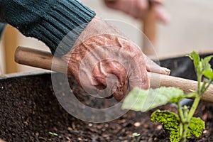 close up of old man hands holding hoe while working in the vegetables garden.