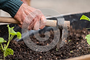 close up of old man hands holding hoe while working in the vegetables garden.