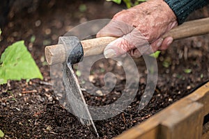 close up of old man hands holding hoe while working in the vegetables garden.