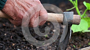 close up of old man hands holding hoe while working in the vegetables garden.