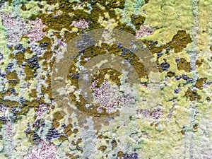 Close-up old moss and lichen