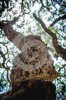 Close up of old oak in Monte Arci