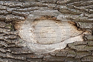 Close-up old oak tree . Debarked hole even surface of wooden body with space for text. Copyspace