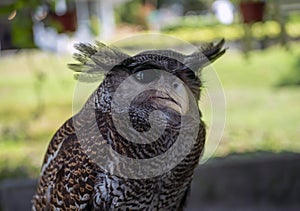 Close-up of an old owl bird (Ordo strigiformes), selected focus photo