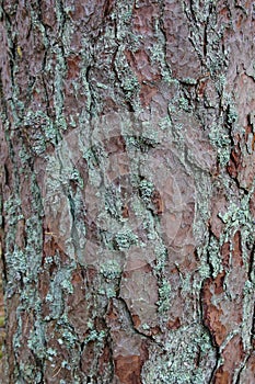 Pine Tree Bark