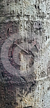 Close-up of an old pine tree trunk with some naturally occurring scratches after rain.