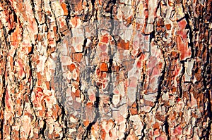 Close up of old red pine tree bark texture. Organic wood background.