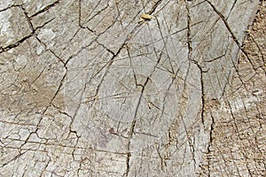 Texture of a rotten old wood, background, wallpaper. photo