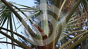 Close-up old sharpy palm tree bark.