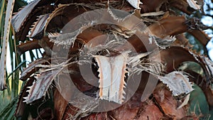 Close-up old sharpy palm tree bark.