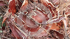 Close-up old sharpy palm tree bark.