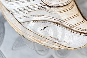 Close up of old torn white sneakers.