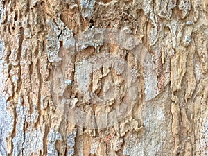 Close up of Old tree Bark,background texture.