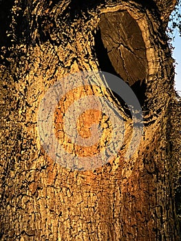 Close up of old tree stump