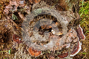 Close-Up Of Old Tree Stump Covered Moss Fungus