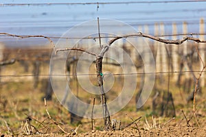 Close up of old vineyard at a spring time, ready for new season, wine concept