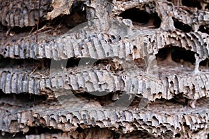 Close up of old wasp hive or wasp nest