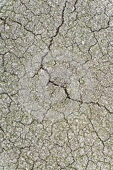 Close up of old whale vertebra bone, pores and cracks detail as a background