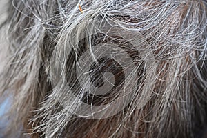 Close-up old woman gray hair