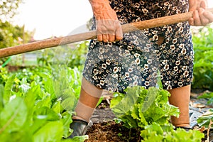 Close up of old woman hands holding hoe while working in the vegetables garden in countryside farm