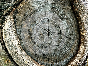 Close up old wood texture of old bark wood use as natural background