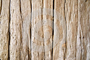 Close-up of an old wooden door in Pedraza village photo